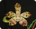Phal. doweryense